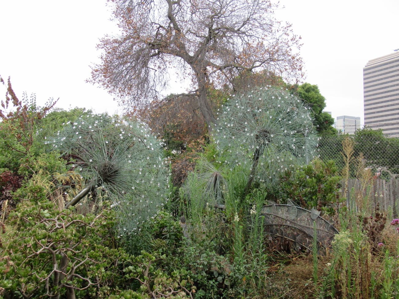 The dandelion puffs sitting on the ground, surrounded by bushes and other brush. 