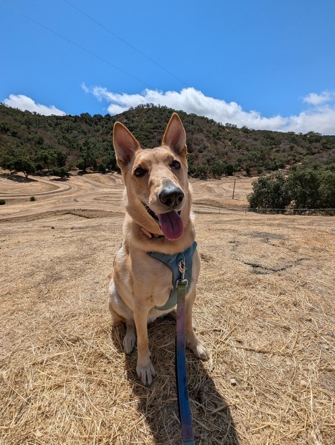 A German Shepherd mix named Miso poses for the camera atop a hill.