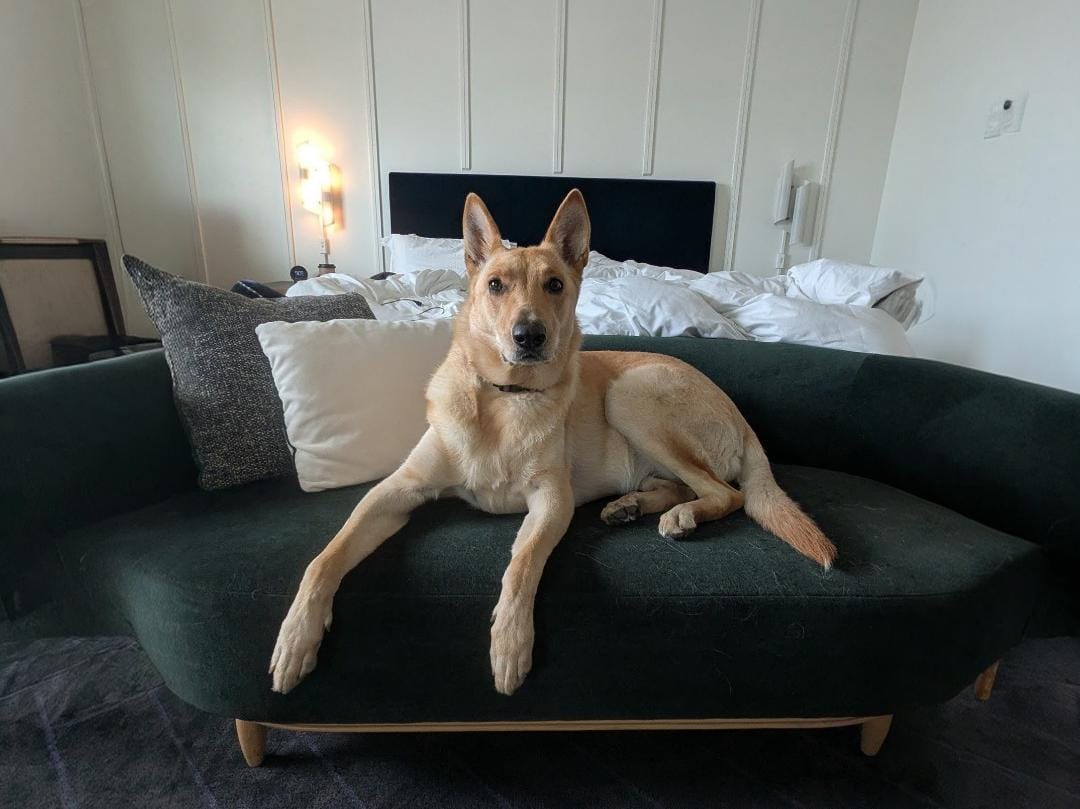 A German Shepherd mix lounges on a dark green chaise.