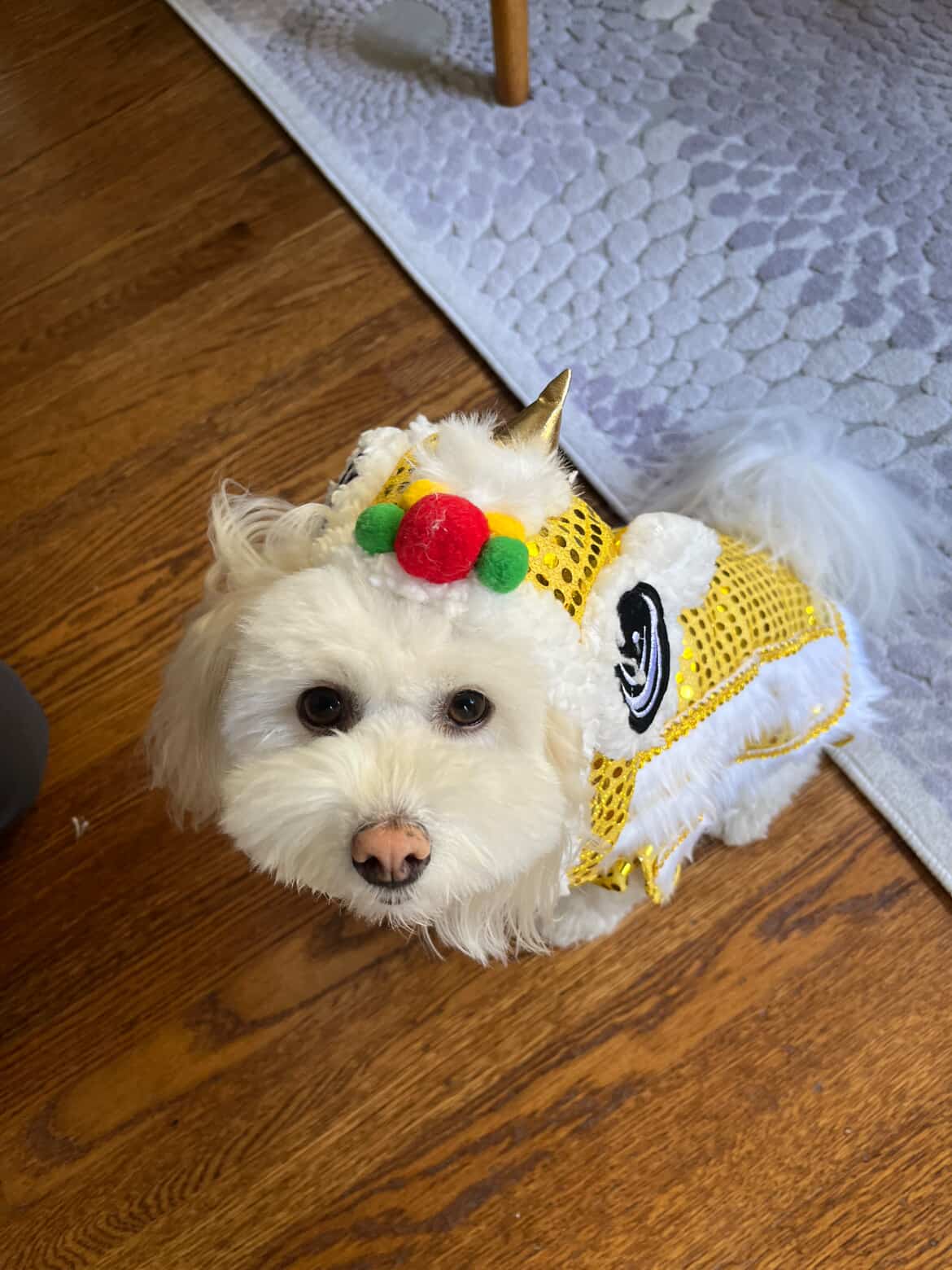 Small white dog wearing yellow sequined costume.