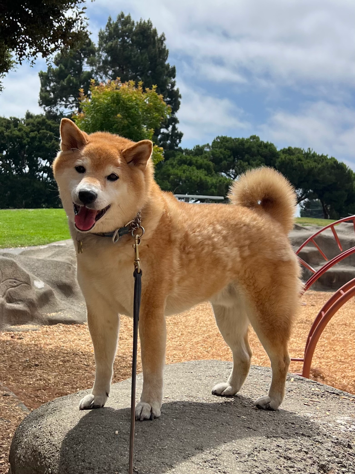 A Shiba Inu poses for the camera standing atop a rock in a park.